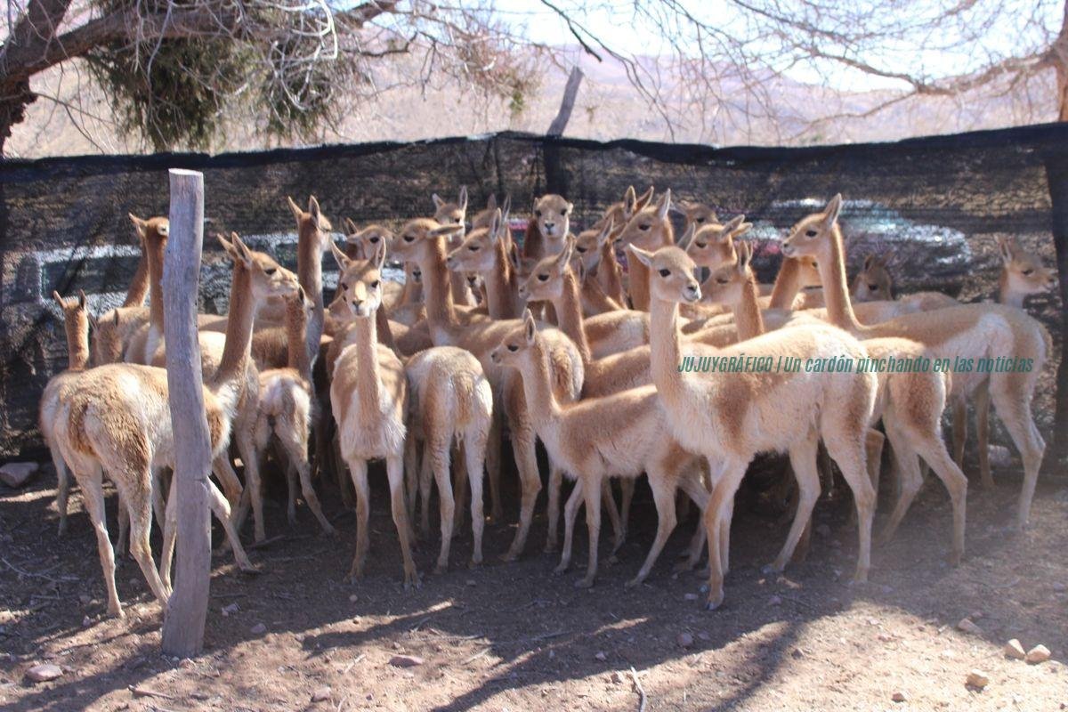 Rescate de vicuñas en Jujuy, el Gobierno confirma multas millonarias tras el cierre del criadero de Rodero 1 Rescate de vicuñas en Jujuy, el Gobierno confirma multas millonarias tras el cierre del criadero de Rodero 1