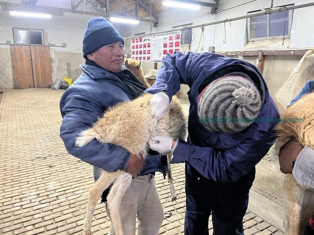 Rescate de vicuñas en Jujuy, el Gobierno confirma multas millonarias tras el cierre del criadero de Rodero 2 Rescate de vicuñas en Jujuy, el Gobierno confirma multas millonarias tras el cierre del criadero de Rodero 2