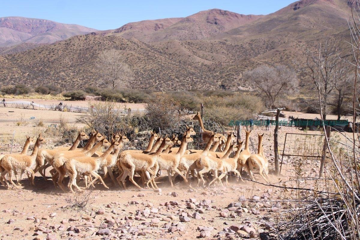Rescate de vicuñas histórico en Jujuy: el Gobierno confirma multas millonarias tras el cierre del criadero de Rodero 1 rescate de vicuñas en el criadero de Rodero, Jujuy, durante operativo de traslado al INTA Miraflores Rescate de vicuñas en Jujuy, el Gobierno confirma multas millonarias tras el cierre del criadero de Rodero 5
