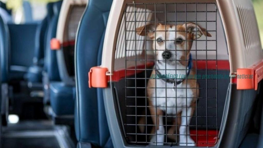 Viajar con mascotas ya no es clandestino. la norma de transporte nacional que ordena el mapa y llega a Jujuy 7 Viajar con mascotas ya no es clandestino. la norma de transporte nacional que ordena el mapa y llega a Jujuy 7
