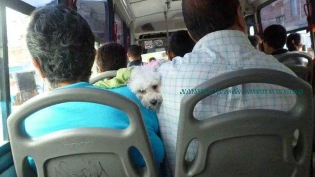 Viajar con mascotas ya no es clandestino. la norma de transporte nacional que ordena el mapa y llega a Jujuy 8 Viajar con mascotas ya no es clandestino. la norma de transporte nacional que ordena el mapa y llega a Jujuy 8