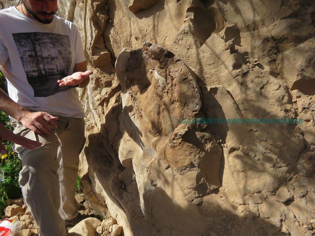 Gliptodonte del Xibi Xibi, presentan las esculturas de un gigante de 6,3 millones de años 01