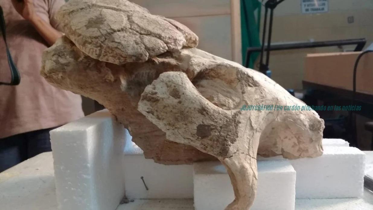 Gliptodonte del Xibi Xibi, presentan las esculturas de un gigante de 6,3 millones de años 11