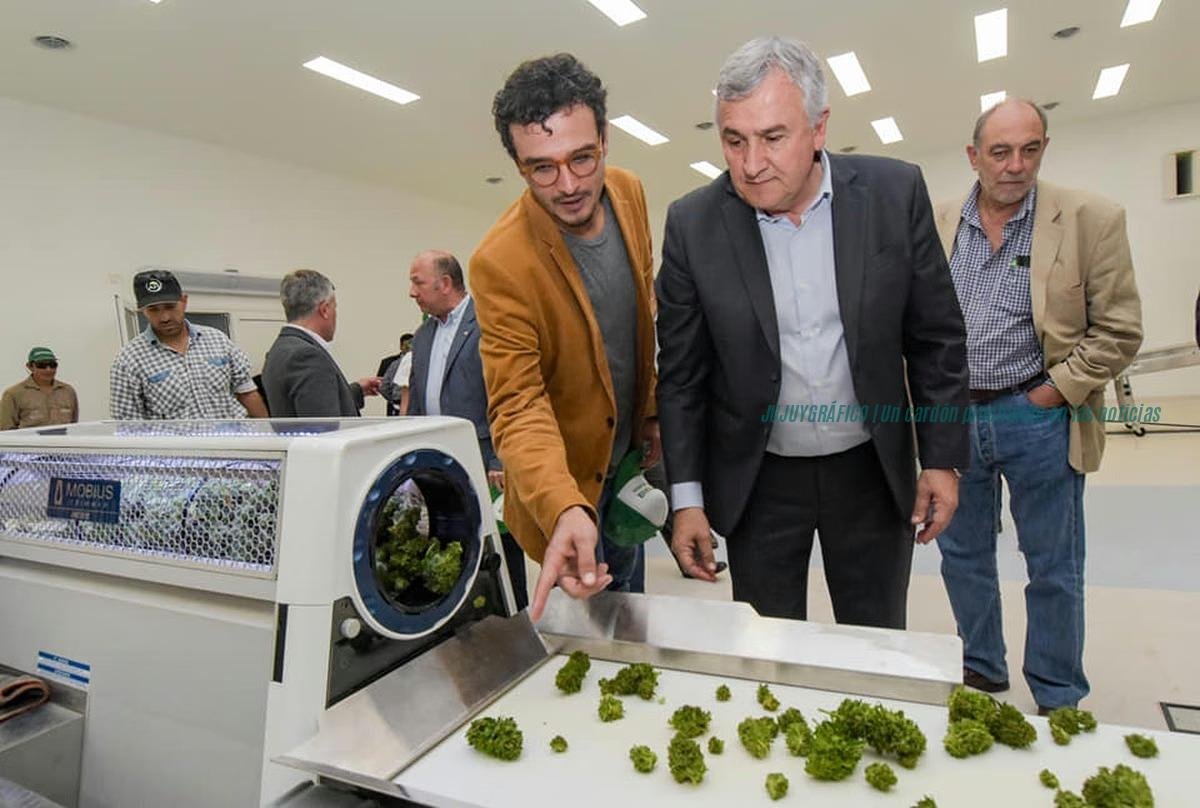 Cannava Jujuy, de la carta documento a Cristina Guzmán a las 5 claves de la finca El Remate que no existe pero tiene invernaderos 01